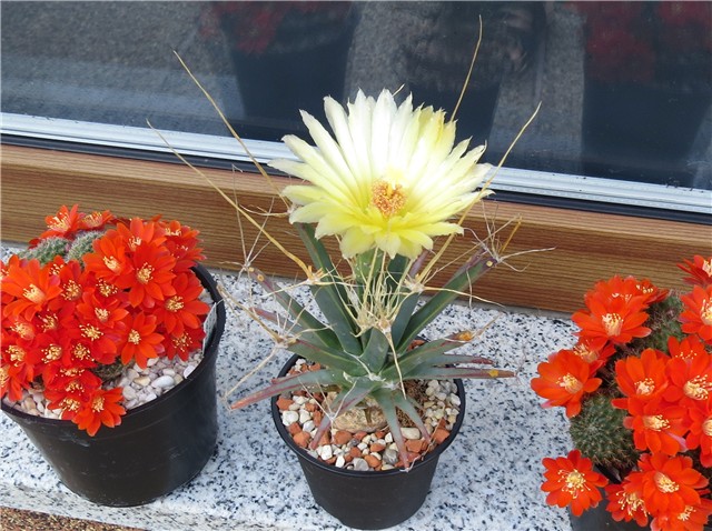 Leuchtenbergia principis