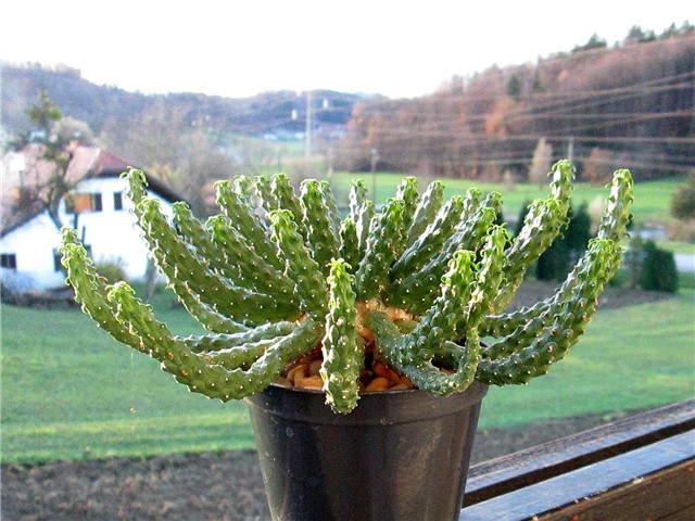 euphorbia inermis