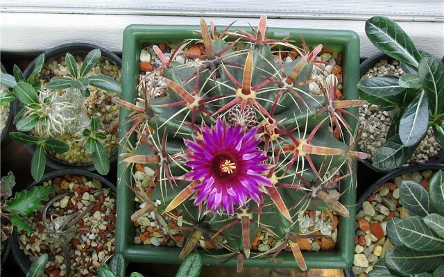 ferocactus latispinus