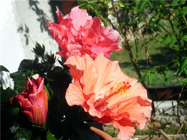 hibiskus dupli
