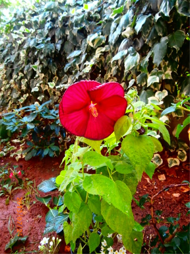 močvarni hibiskus