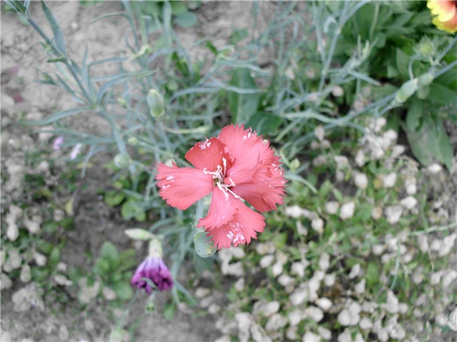 dianthus caryophillus?