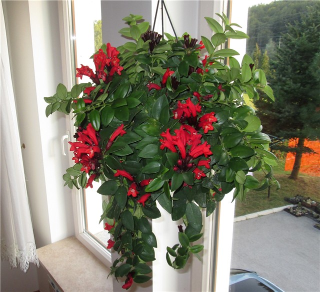 Aeschynanthus  