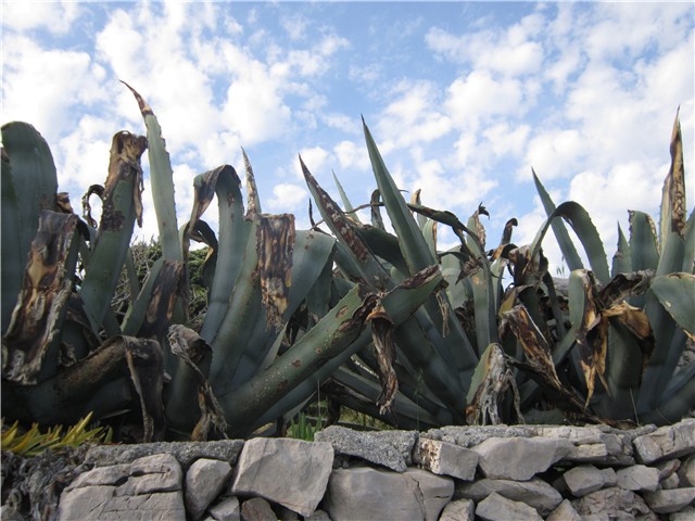 Agave - Lošinj