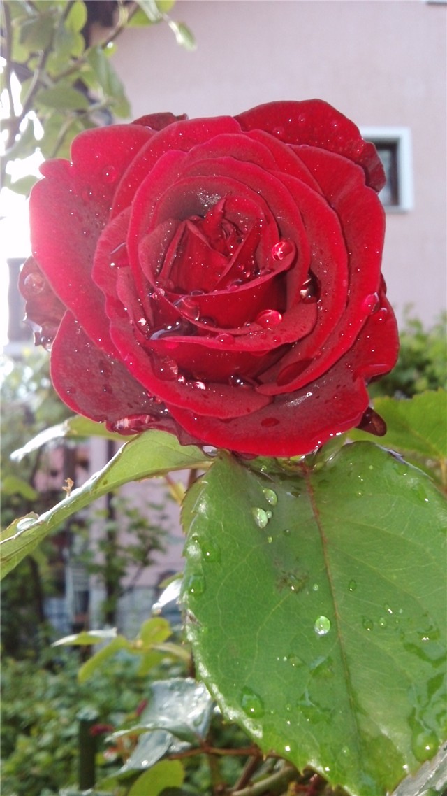 rose barcarolle