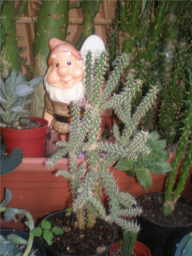 Opuntia