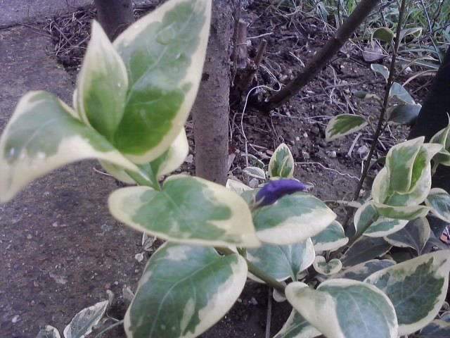 vinca