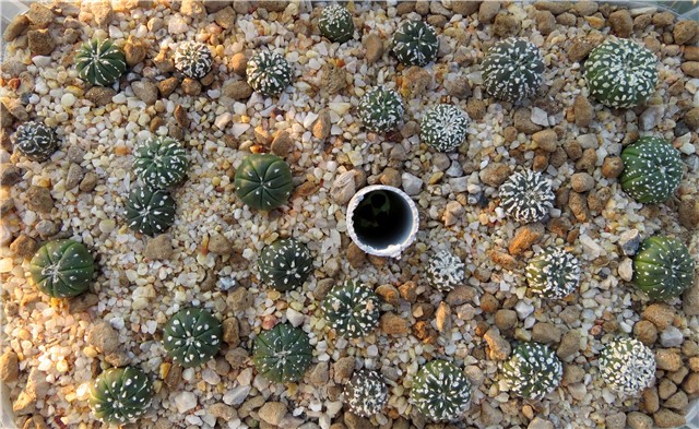 Astrophytum asterias hybrid