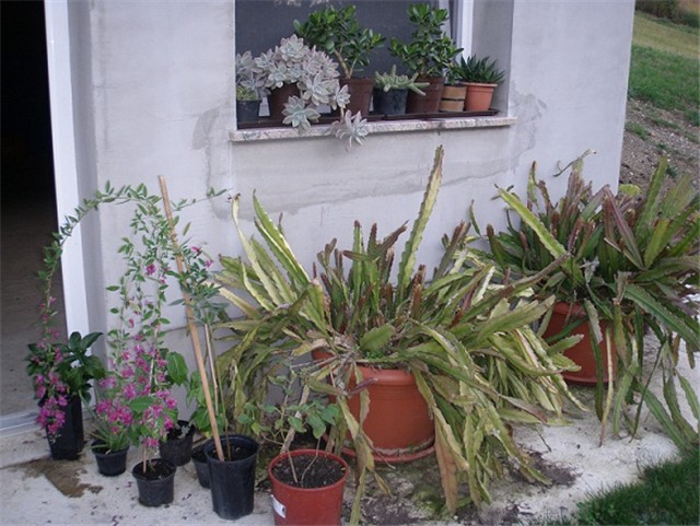kaktusi