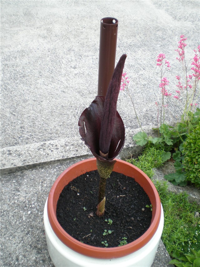 Tropi