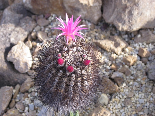 Neoporteria - Eriosyce - Neochilenia 