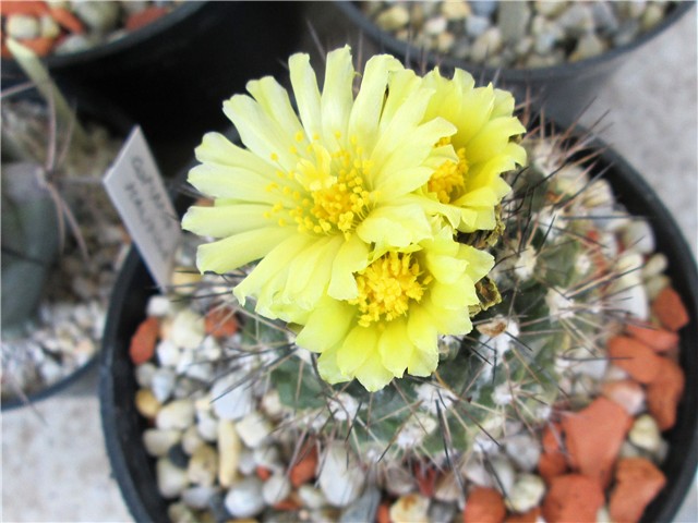 Copiapoa maritima