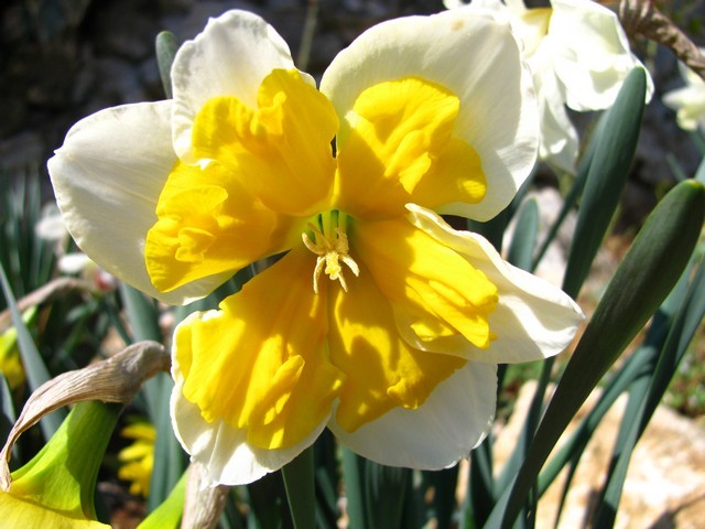 Narcissus 