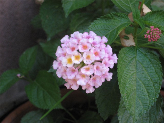 lantana