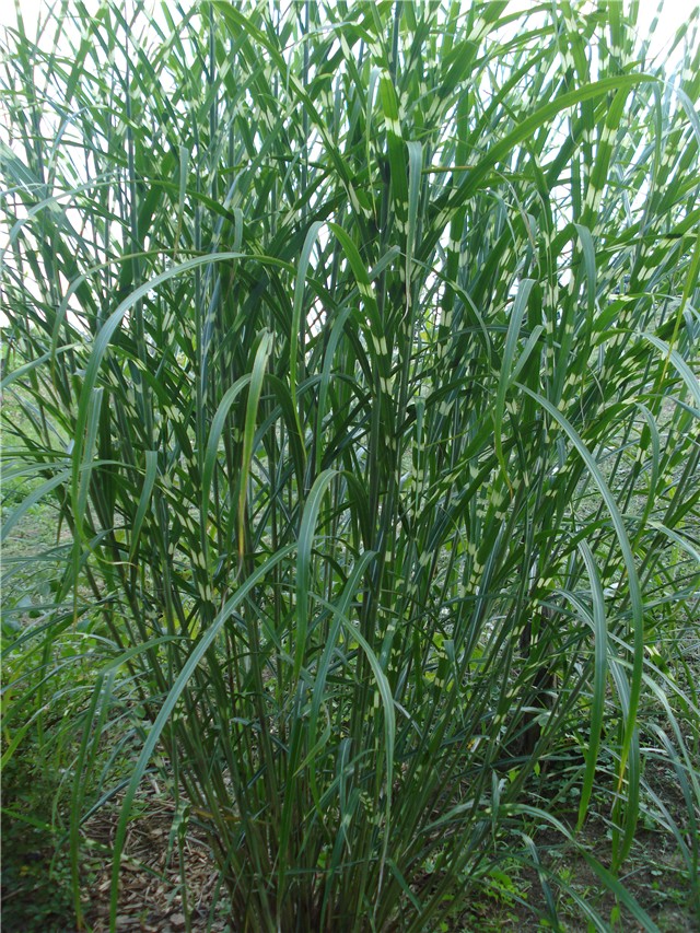 Miscanthus sinensis