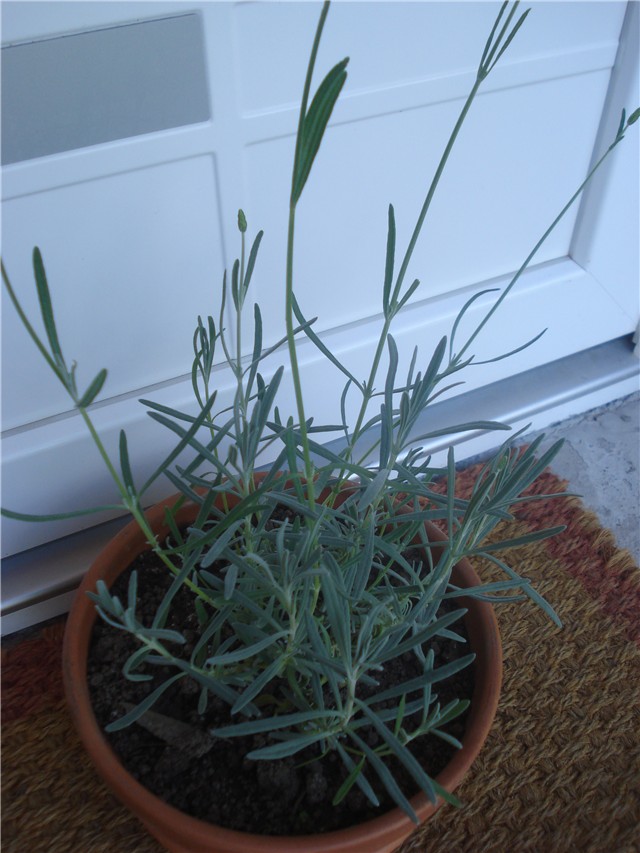lavanda