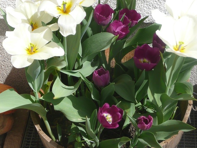 tulipani