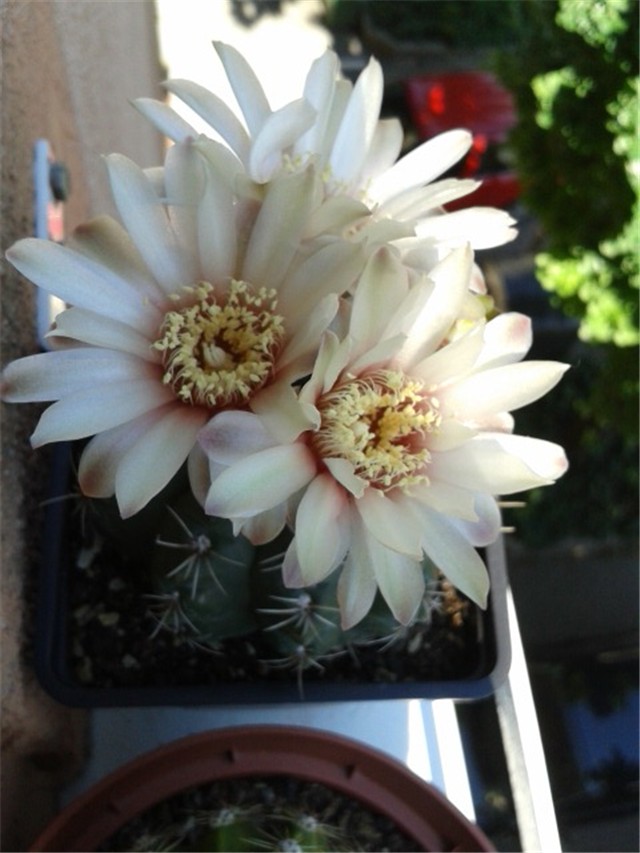 Gymnocalycium baldianum