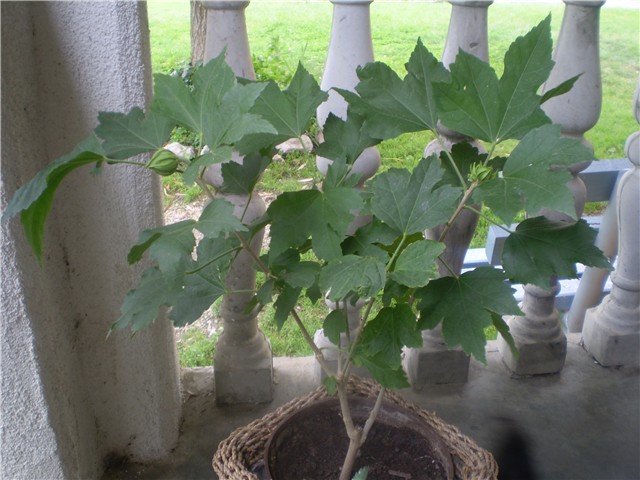 hibiskus