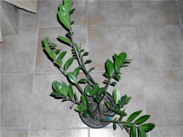 zamioculcas