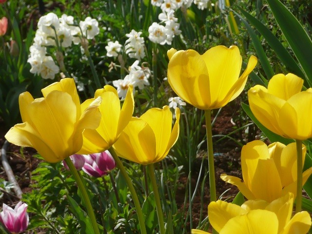 tulipani