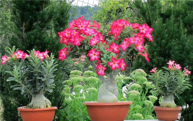 Adenium obesum