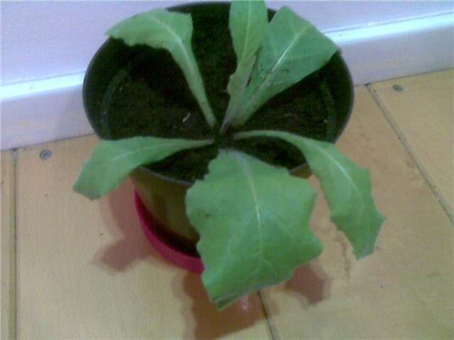 Jacobinia carnea (Dubrovački gospar)   JAPANSKA KRIZANTEMA