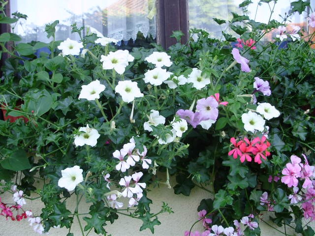 petunije%20i%20pelargonije