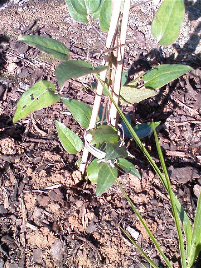 Klematis, Clematis 'Multi Blue'