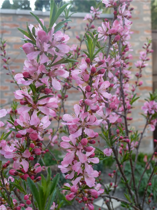 Prunus