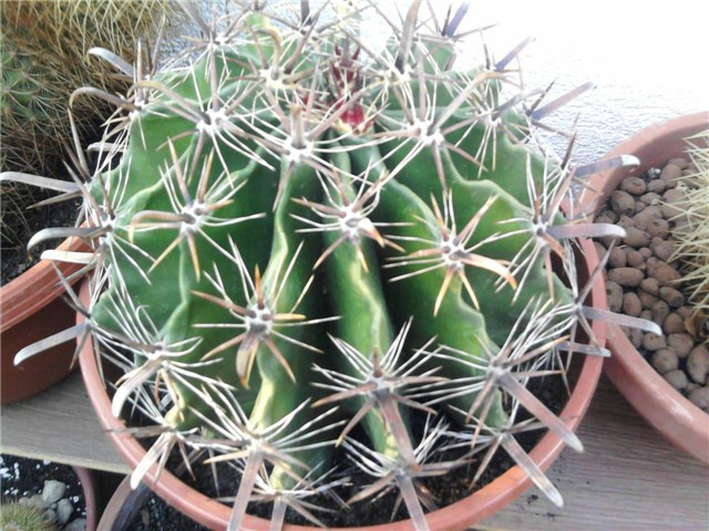 ferocactus