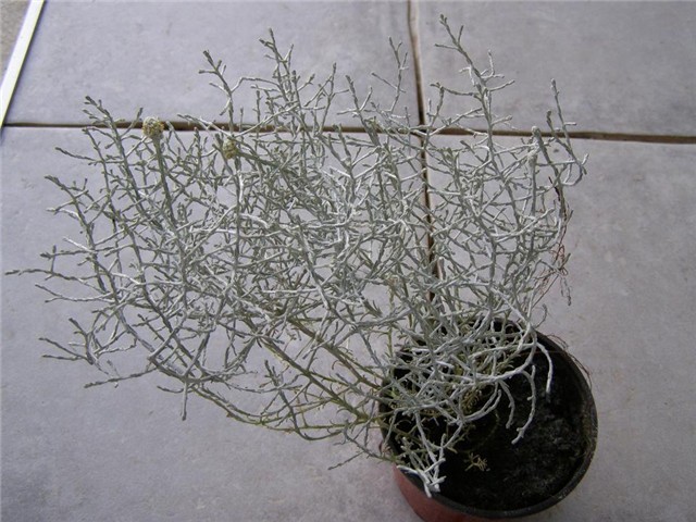 Calocephalus