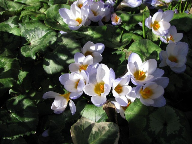 Crocus