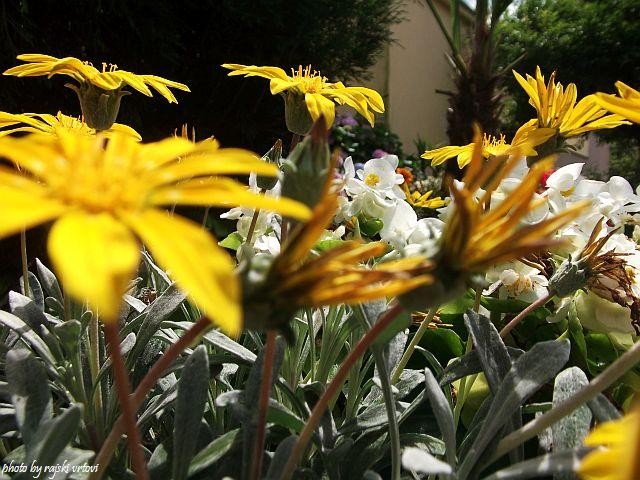 gazanija