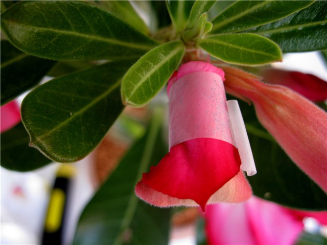 Adenium obesum