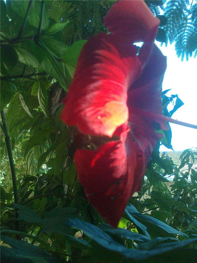 hibiskus