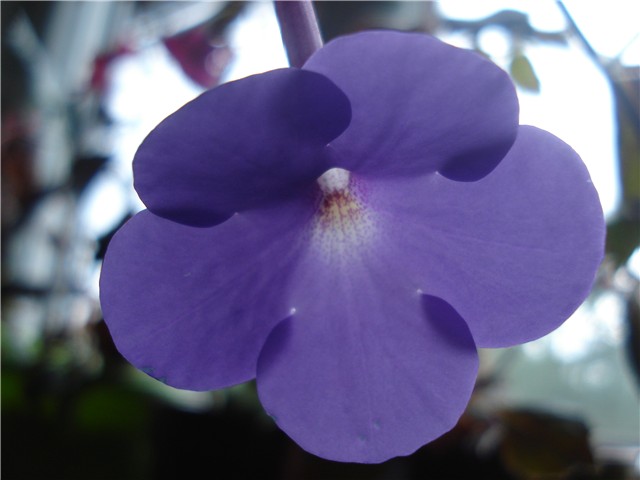 achimenes5