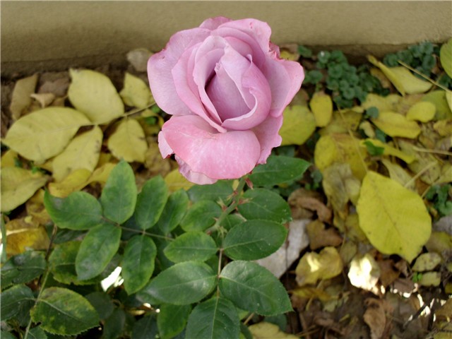 ruža lila