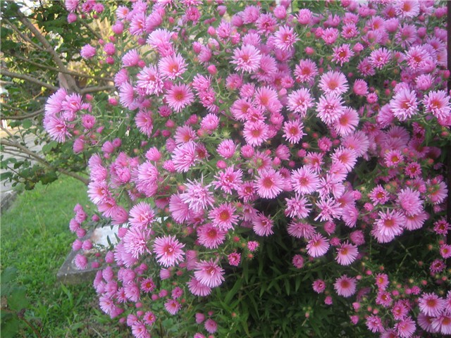 Zvjezdan (aster)