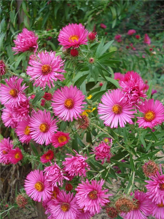 Aster