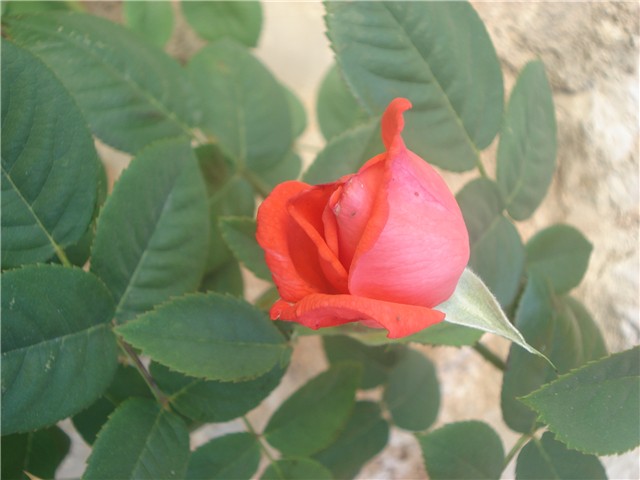 ruža4