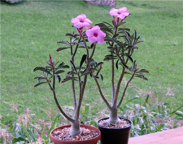 Adenium swazicum 