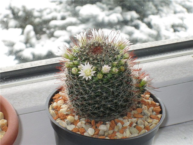 Mammillaria 