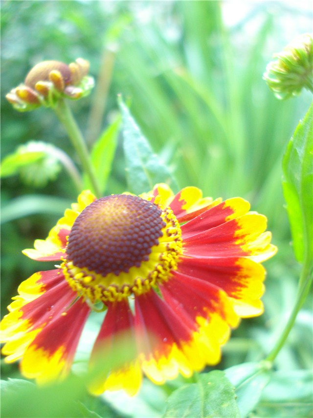 Helenium