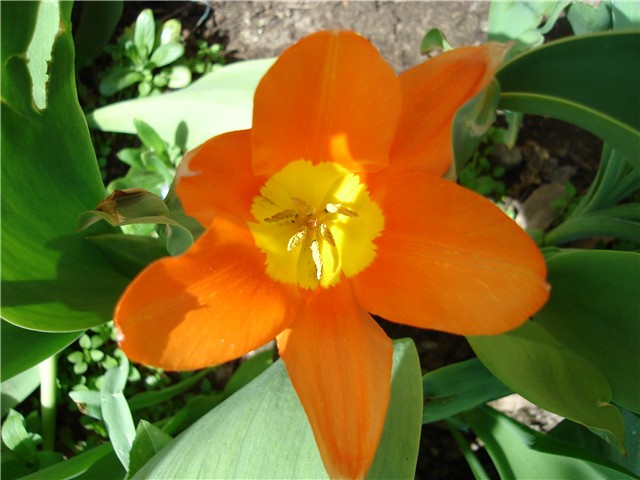 tulipani