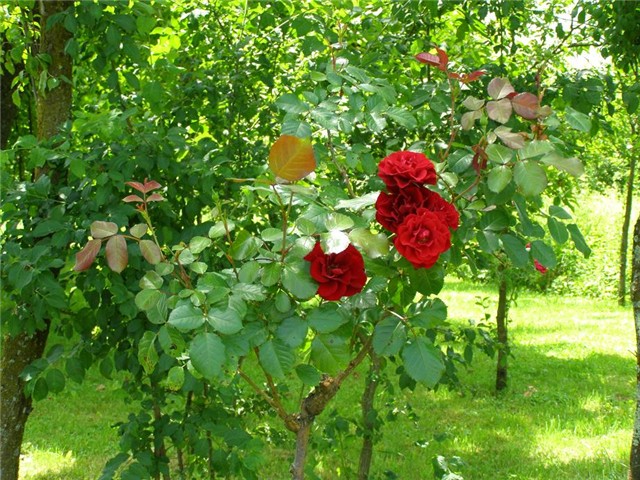 Ruža stablašica