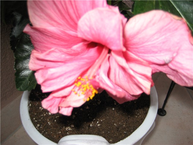 hibiskus