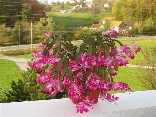 Schlumbergera truncata