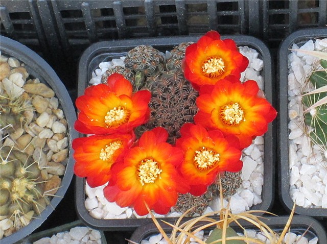 Sulcorebutia canigueralii