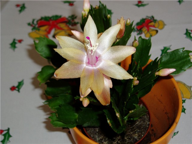 kaktus